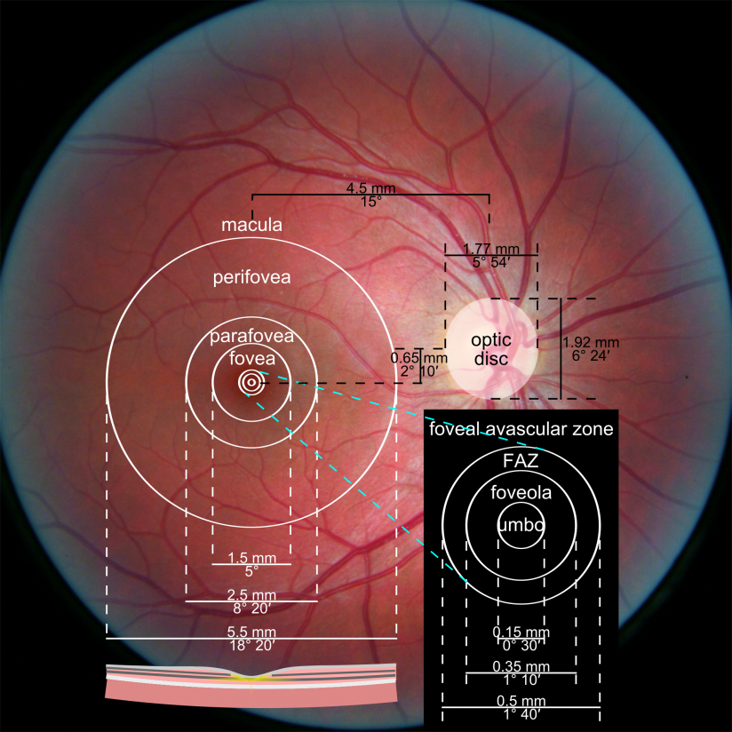 Principles Of The Retina And Vitreous Prep Duke Elder