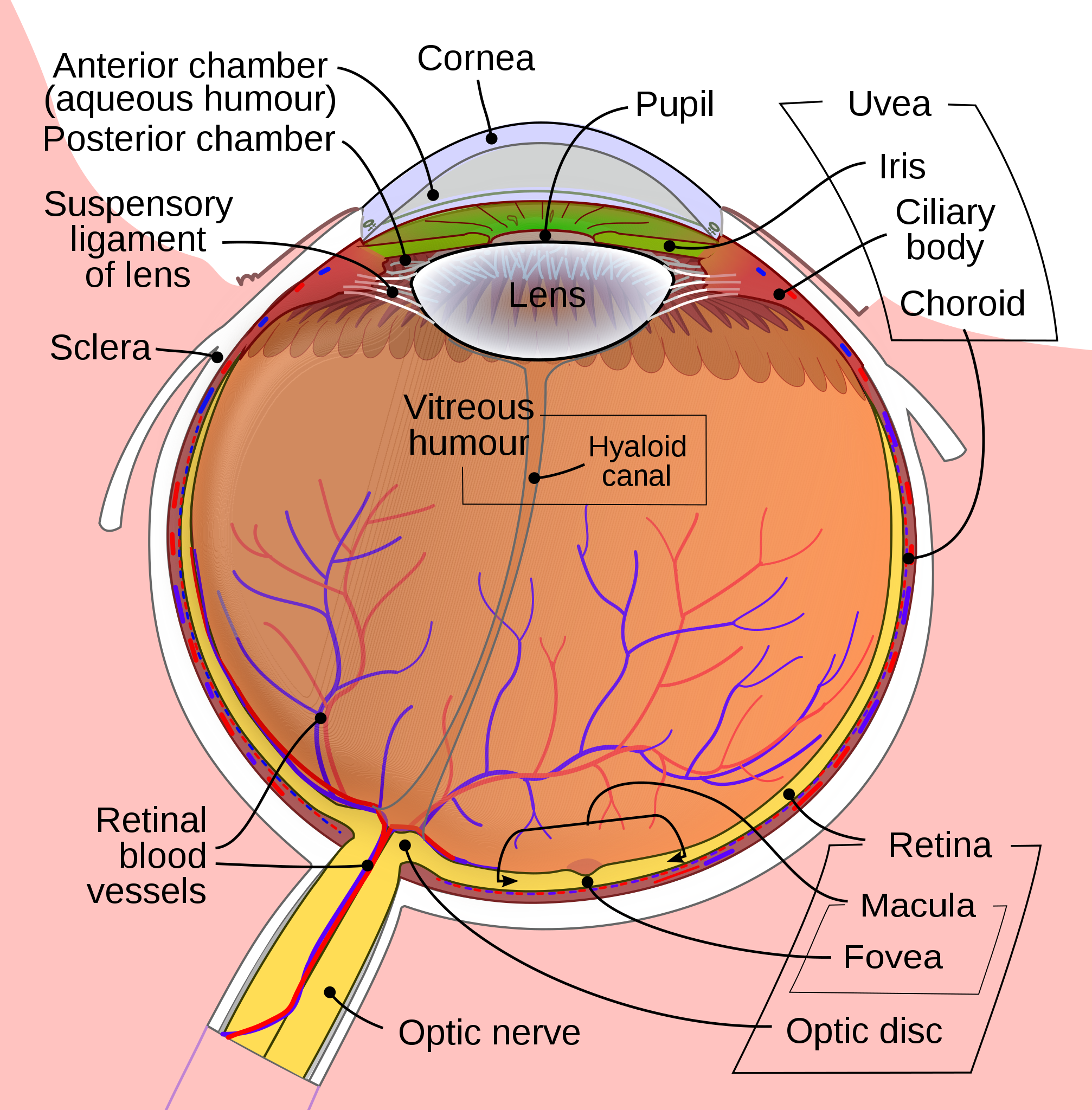 Principles of the Uvea and Sclera - PREP Duke Elder