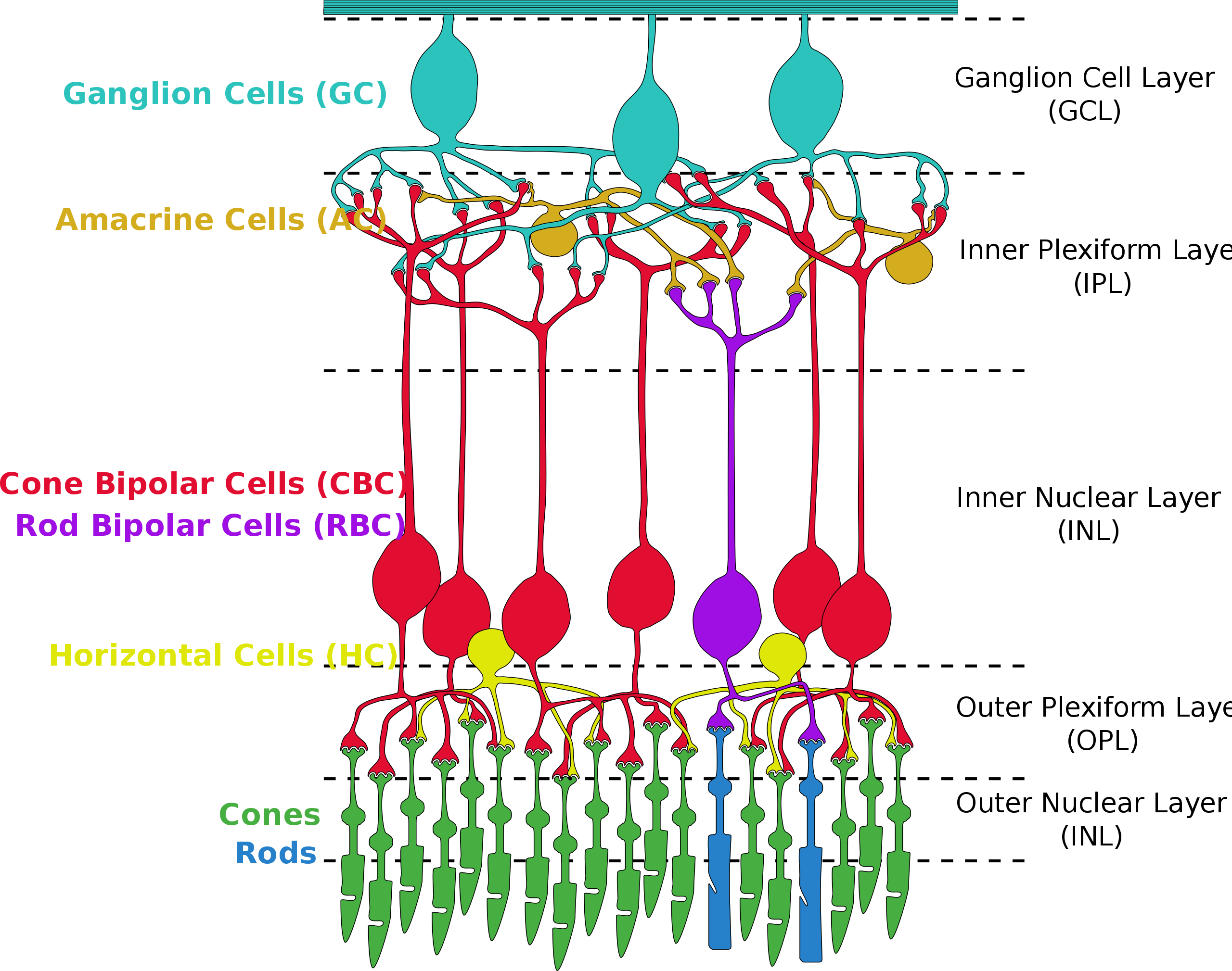 Principles of the Retina and Vitreous PREP Duke Elder