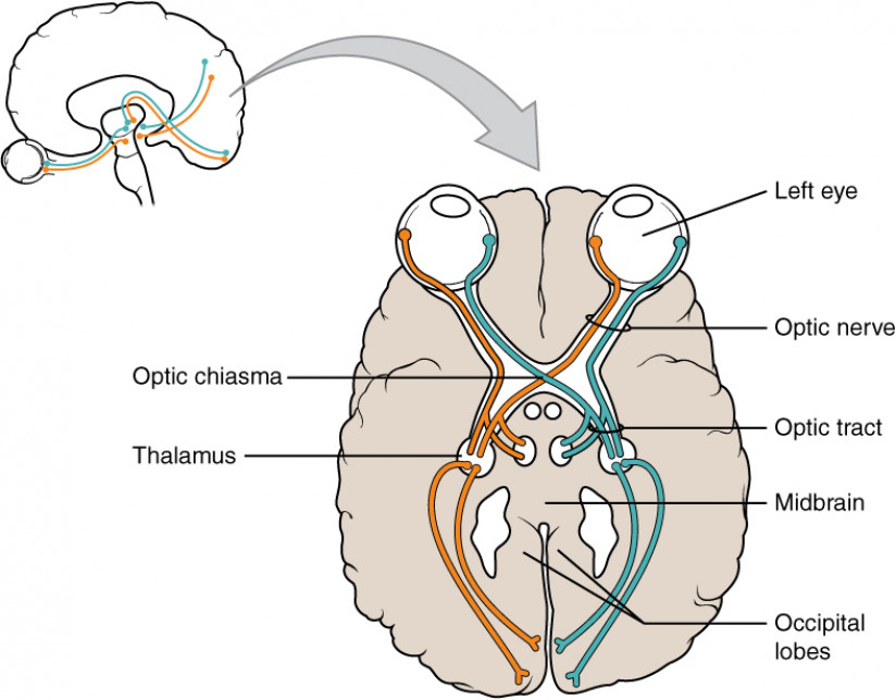 Principles of Neuro-Ophthalmology - PREP Duke Elder