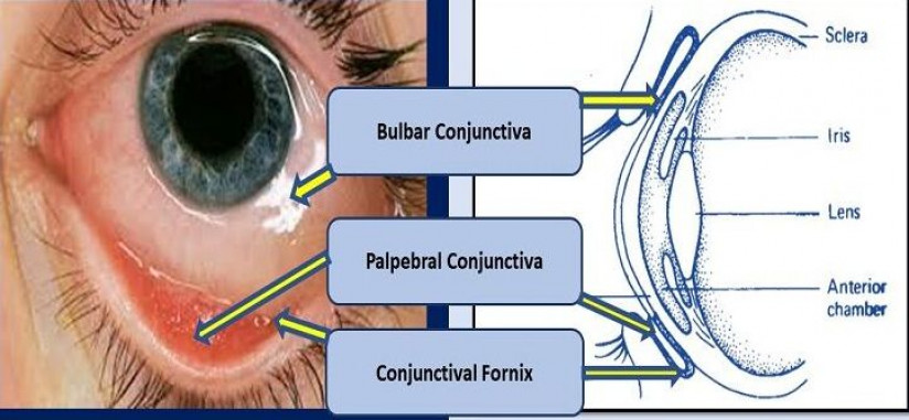 Principles Of The Conjunctiva PREP Duke Elder Principles Of The Conjunctiva PREP Duke Elder