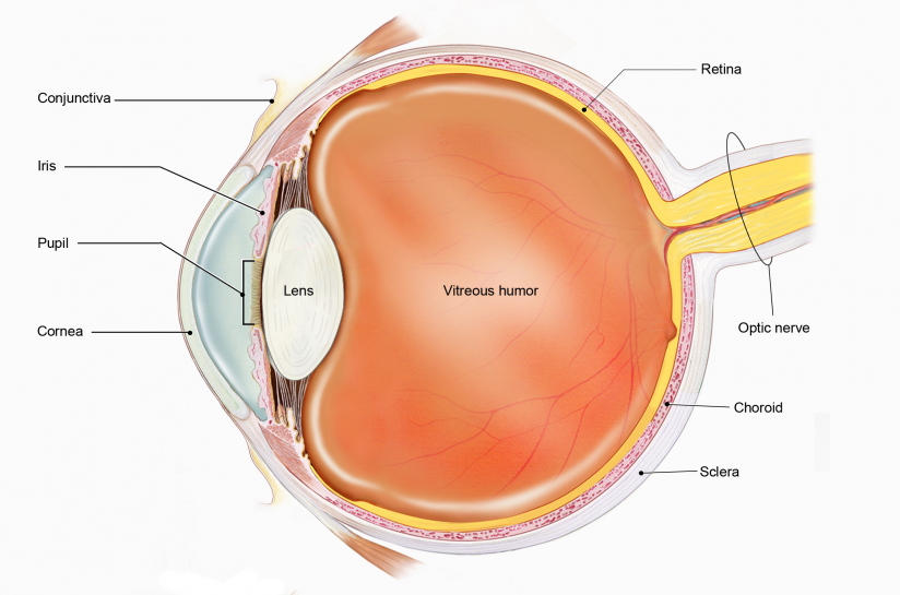 Principles of the Lens - PREP Duke Elder