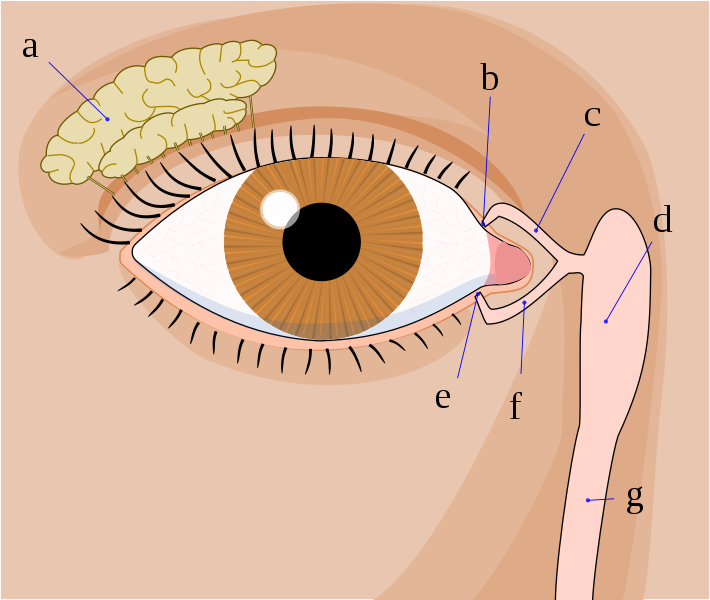 Principles of the Lacrimal System - PREP Duke Elder